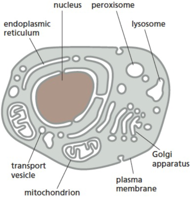 <p>form different compartments&nbsp;</p>