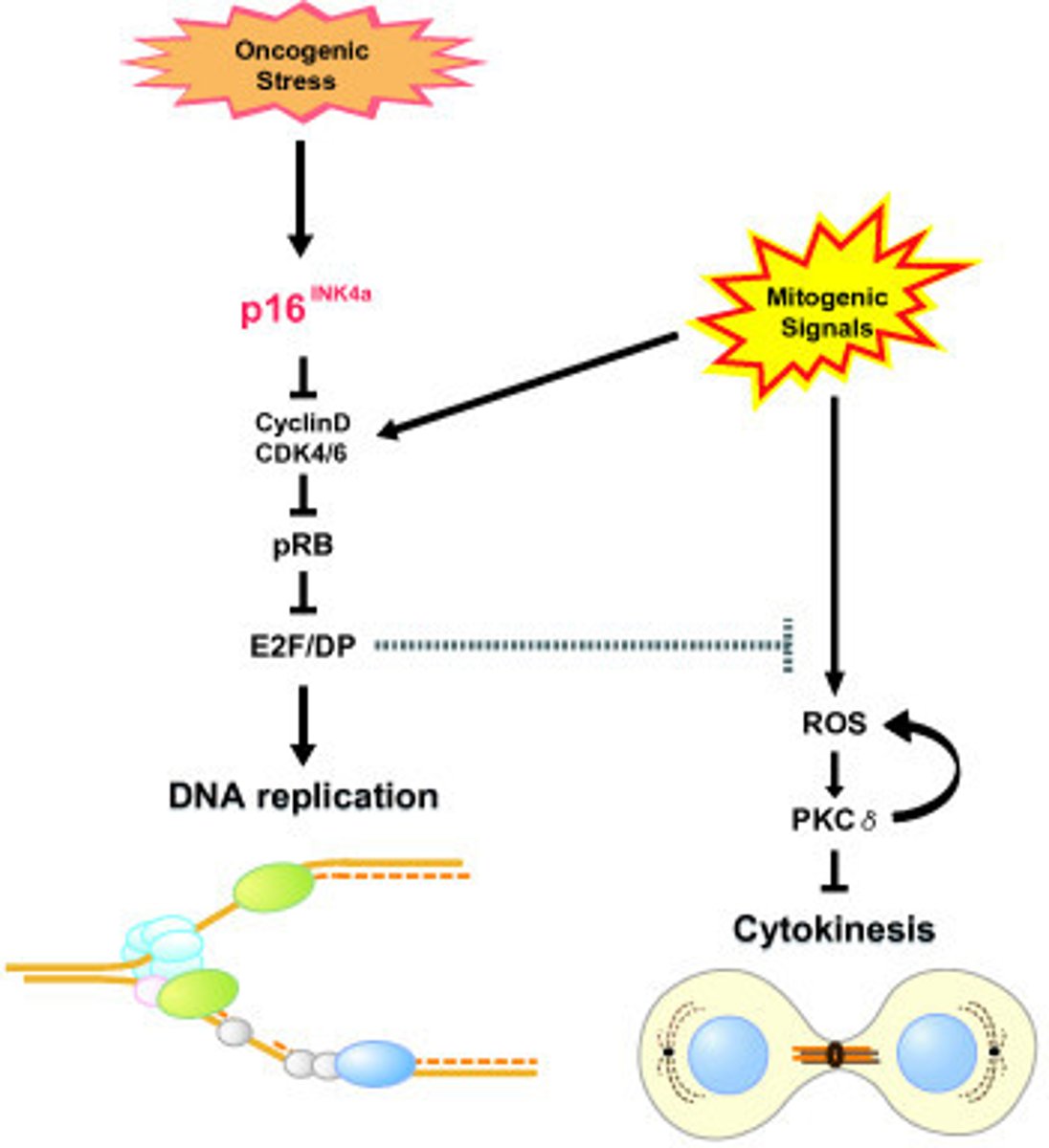 <p>Mitogens are chemical substances that encourage the cell to start cell division.</p>