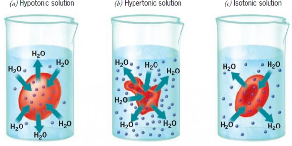 <p>Hypertonic, Hypotonic, Isotonic.</p>