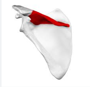 Bony Anatomy: Scapula: Spine
