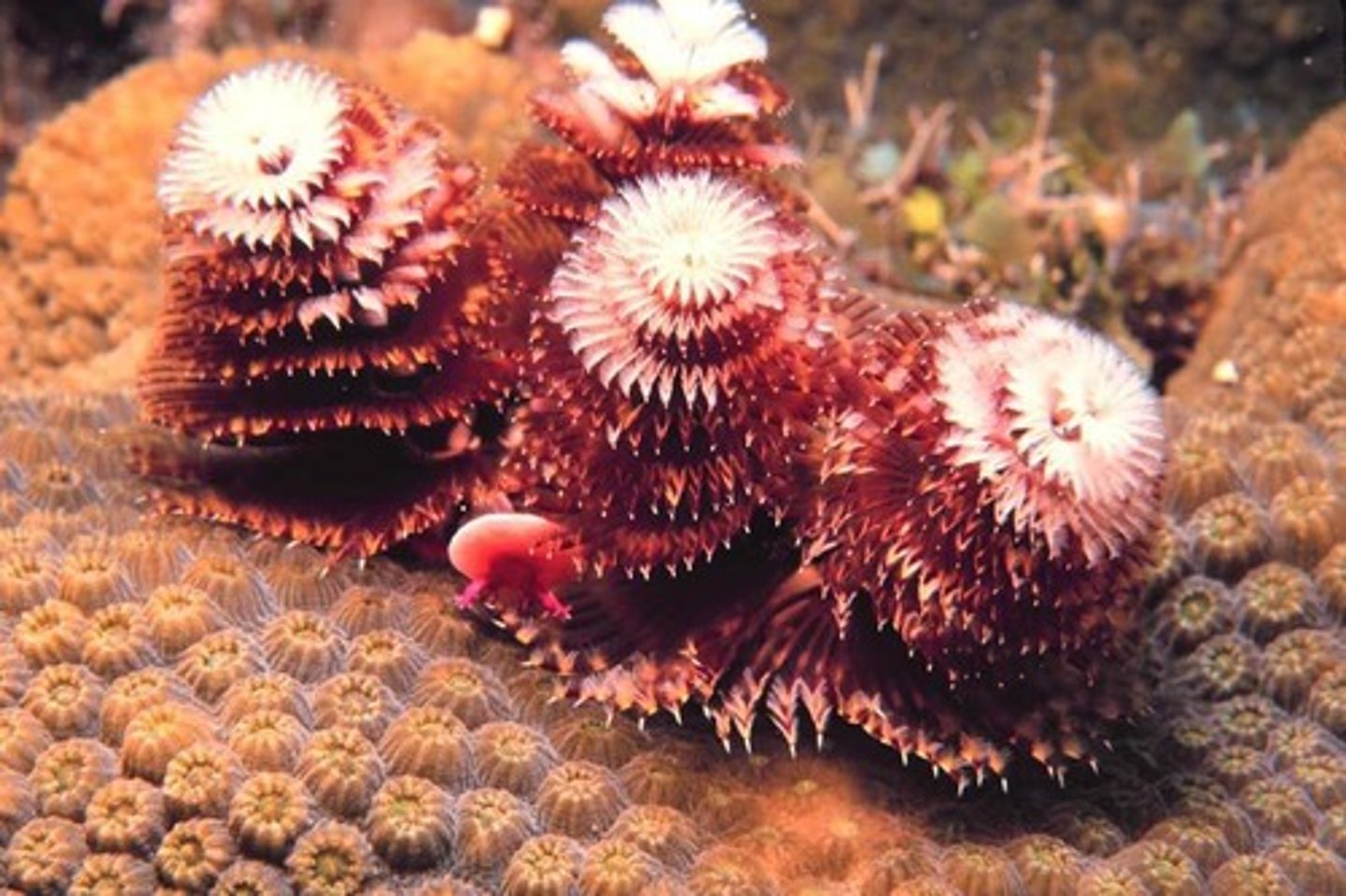 <p>Structures used by some polychaetes, like fanworms, to trap plankton.</p>