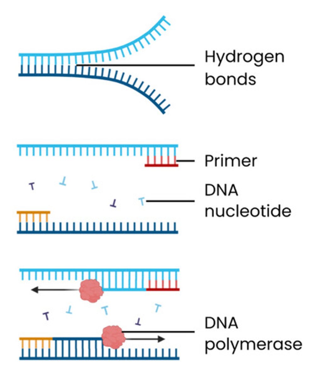 <p>1. Mixture heated to 95°C</p><p>● This separates the 2 strands of DNA fragments</p><p>● Breaking hydrogen bonds between bases</p><p>2. Mixture cooled to 55°C</p><p>● This allows primers to anneal (bind) to their complementary bases at end of the DNA fragment</p><p>● By forming hydrogen bonds between complementary bases</p><p>3. Mixture heated to 72°C</p><p>● Nucleotides align next to complementary exposed bases</p><p>● Optimum temperature for taq polymerase which joins adjacent DNA nucleotides, forming phosphodiester bonds</p><p>● Begins at primer on both strands</p><p>Cycle is repeated - in every cycle, the amount of DNA doubles causing an exponential increase (2ⁿ)</p>