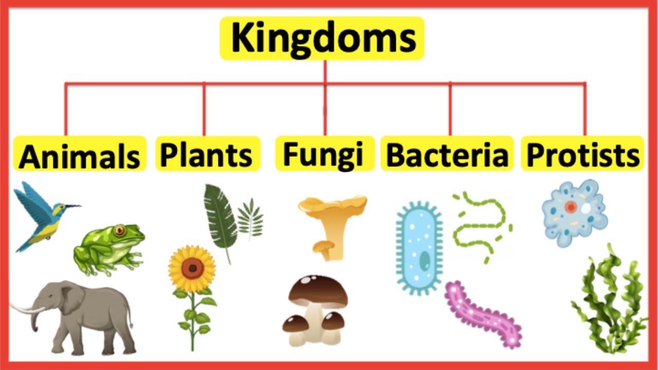 <p>In animals, plants, fungi, and protists.</p>