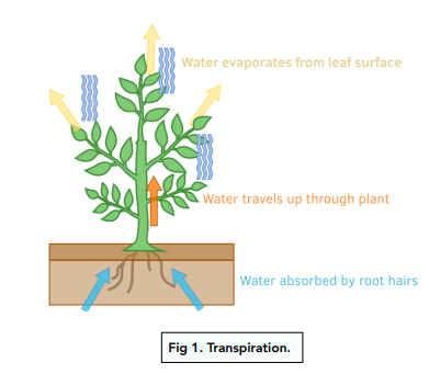 <p>the loss of water vapour from plant leaves by evaporation of water at the surfaces of the mesophyll cells followed by diffusion of water vapour through the stomata<span>.</span></p>