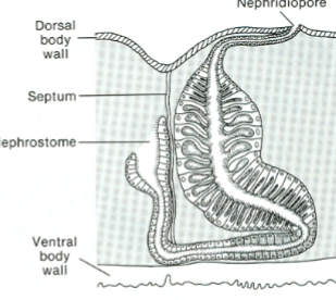 <p>Annelid: Polychaetae Excretory</p>