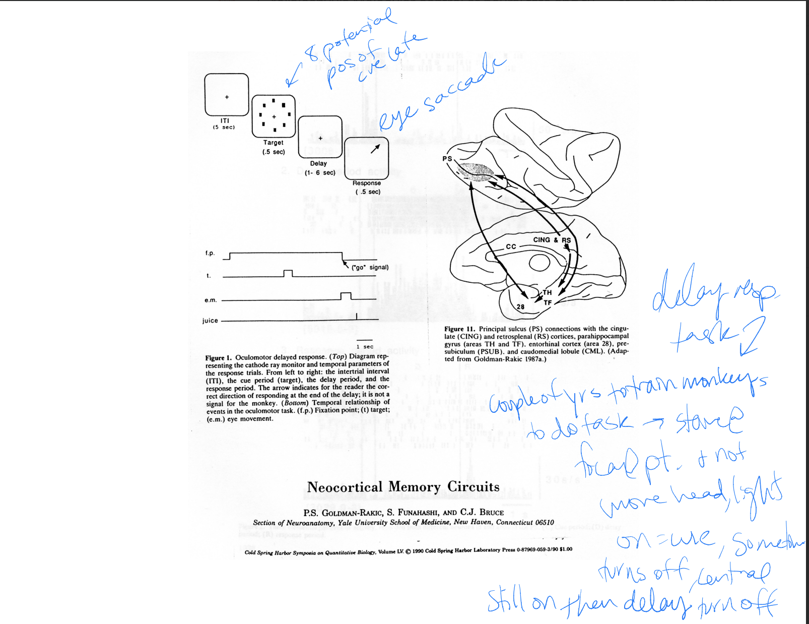 working memory in prefrontal neocortex
