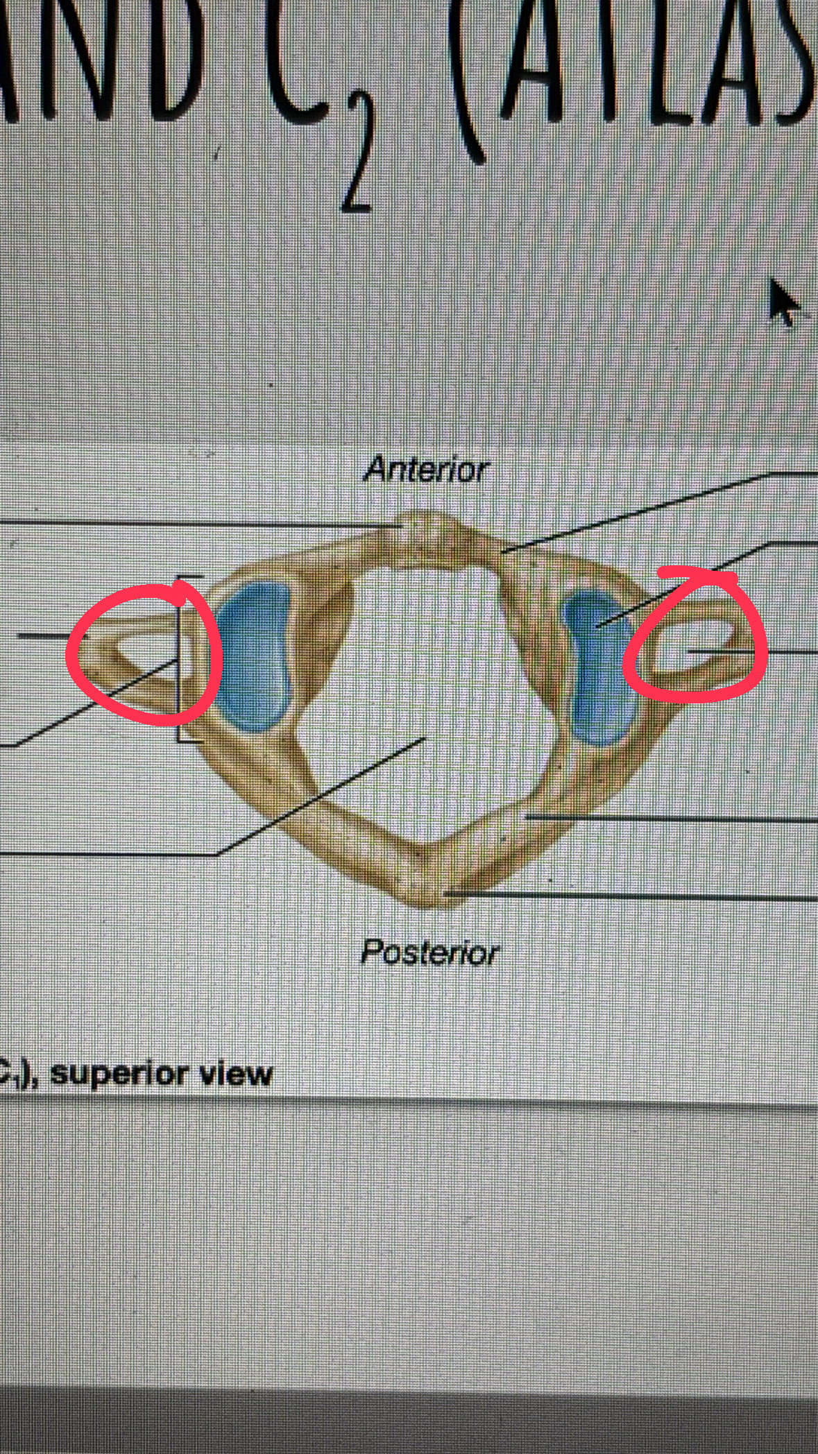 <p>the hole that the transverse process makes</p>