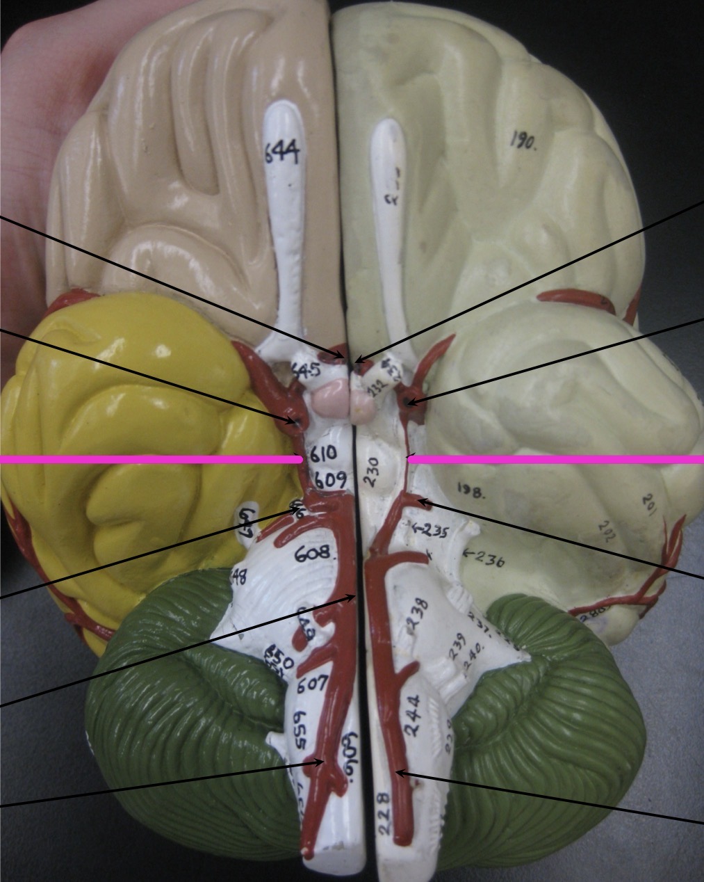 knowt flashcard image