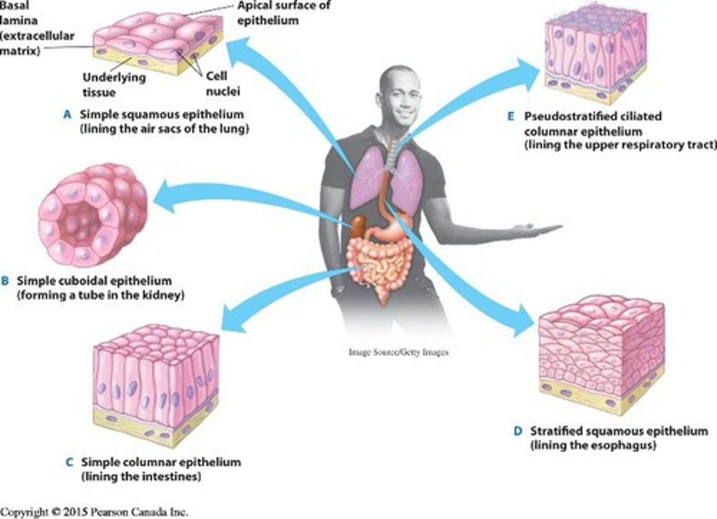 <p>By the shape of surface cells (cuboidal, columnar, squamous) and the number of cell layers (simple, stratified).</p>