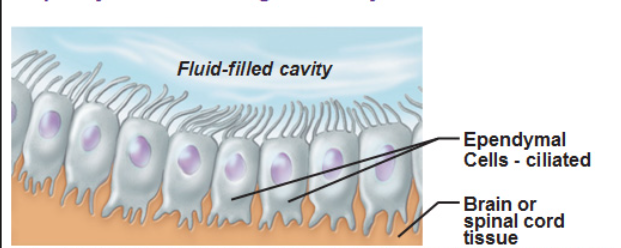 <p>ependymal cells</p>