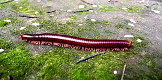 <p>millipedes (miljoenpoten)</p>
