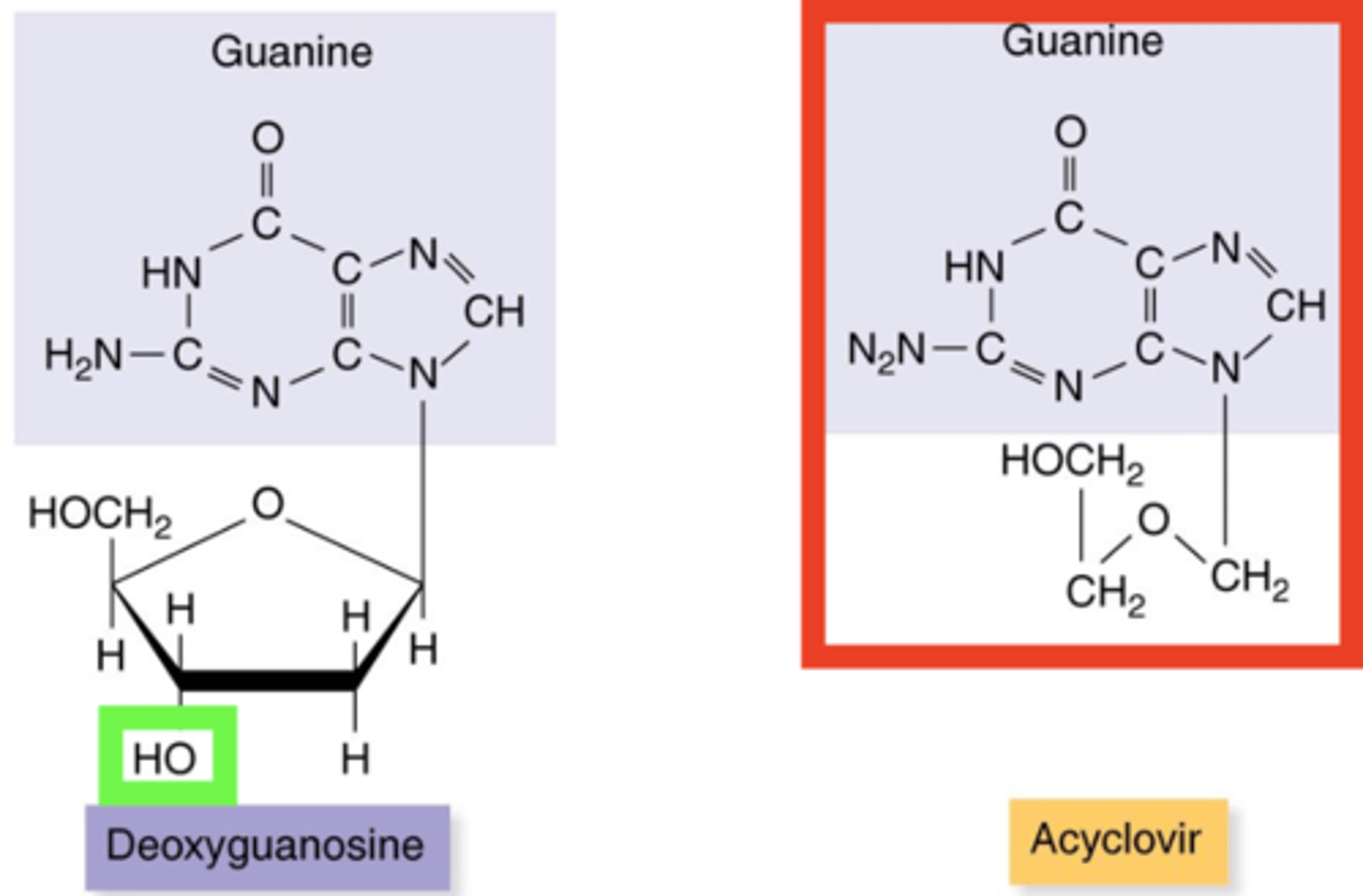 <p><strong>Antiviral Drugs</strong></p><p></p><p>- Synthetic nucleoside and drug such as acyclovir and zidovudine (AZT)</p><p>- No 3-prime end (OH)</p><p>- Prevents further elongation of DNA or RNA during synthesis</p>
