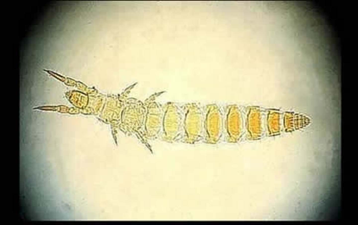 <p>-0.6-1.5 mm, whitish</p><p>-Eyeless</p><p>-No antennae</p><p>-Ametabolous, Entognatha</p>