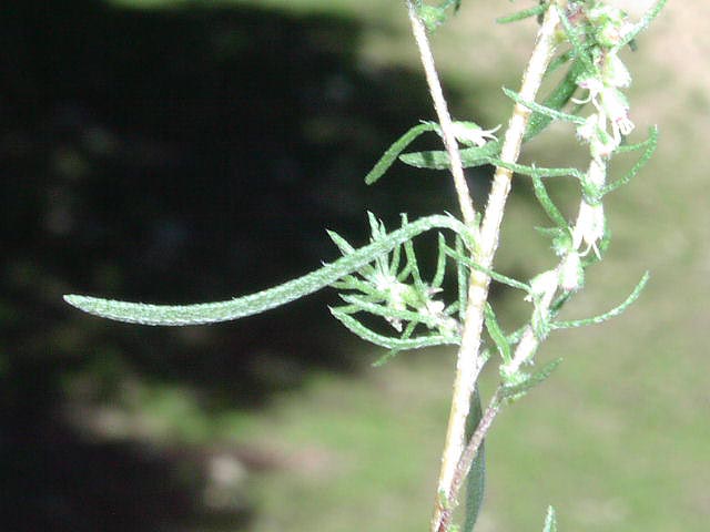 <p>Narrowleaf Iva </p>