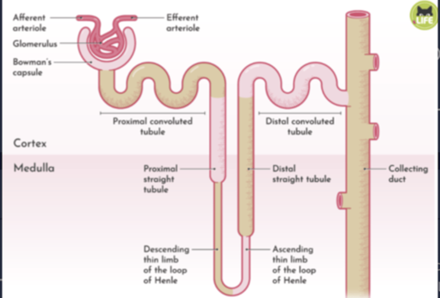 <p>Bowman's capsule → PCT → Loop of Henle → DCT → Collecting tubule → Renal papilla → Minor calyx → Major calyx → Renal pelvis → Ureter.</p>