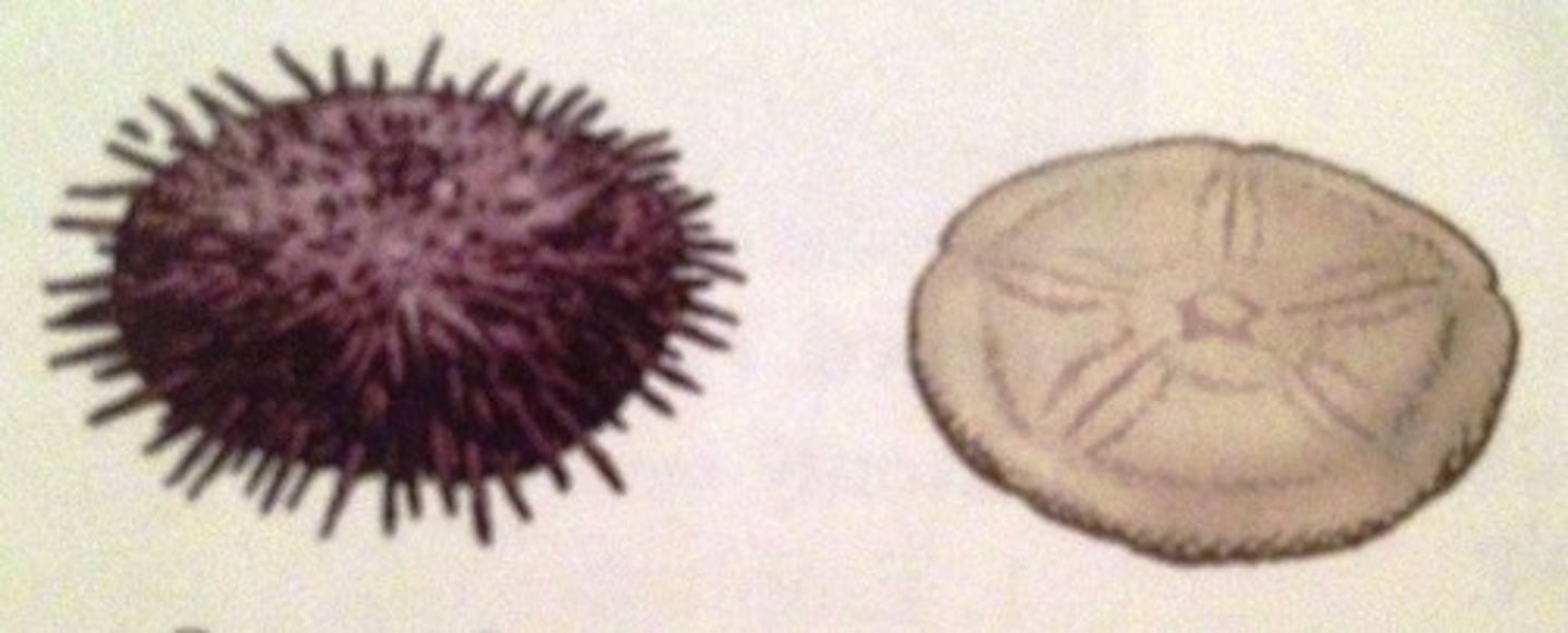 <p>- Sea Urchins and Sand Dollars</p><p>- Regular echinoids (urchins) have plates of same size and shape</p><p>- Irregular echinoids (sand dollars)have plates of different sizes and shapes</p>