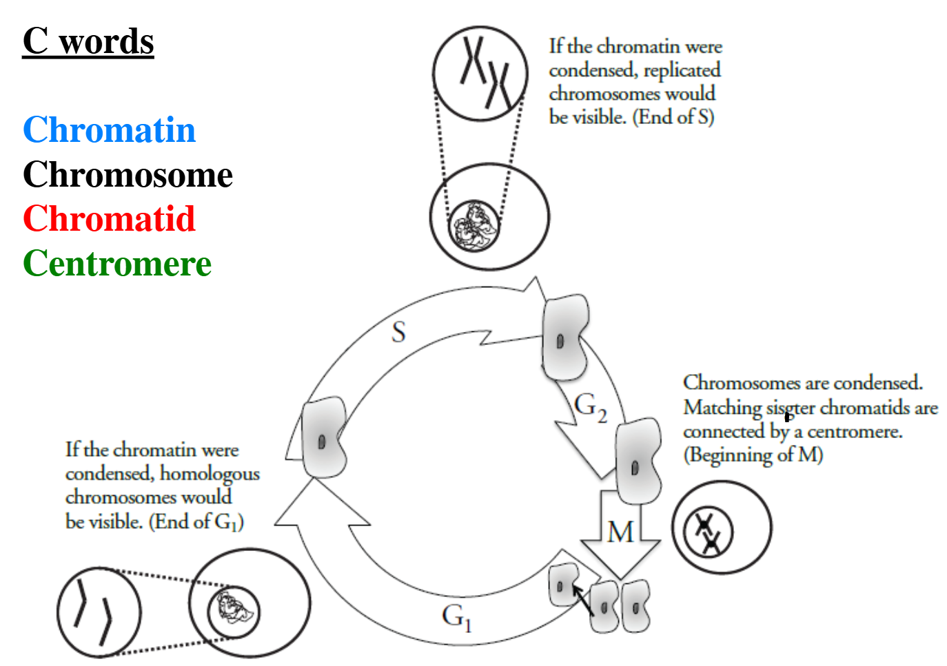 Phases in Interphase