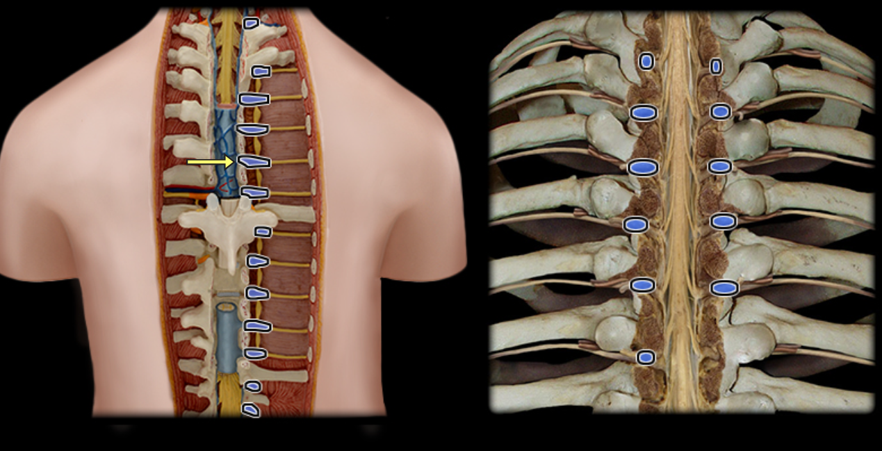 <p>Dorsal root ganglion</p>