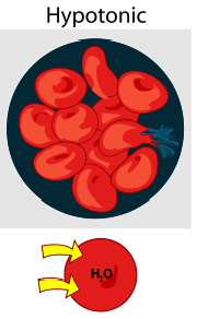 <p>Hypoosmotic -  more solutes in solution - water coming in</p>