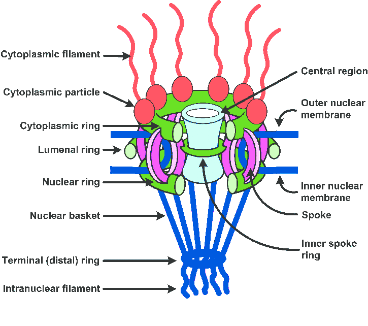 <p></p><ul><li><p>Made of ~30 proteins called nucleoporins</p></li><li><p>Has 8-fold symmetry</p></li><li><p>Contains a central channel</p></li><li><p>Has cytoplasmic fibrils</p></li><li><p>Has a nuclear basket</p></li><li><p>The centre contains disordered FG-repeat proteins that form a selective barrier</p></li></ul><p></p>