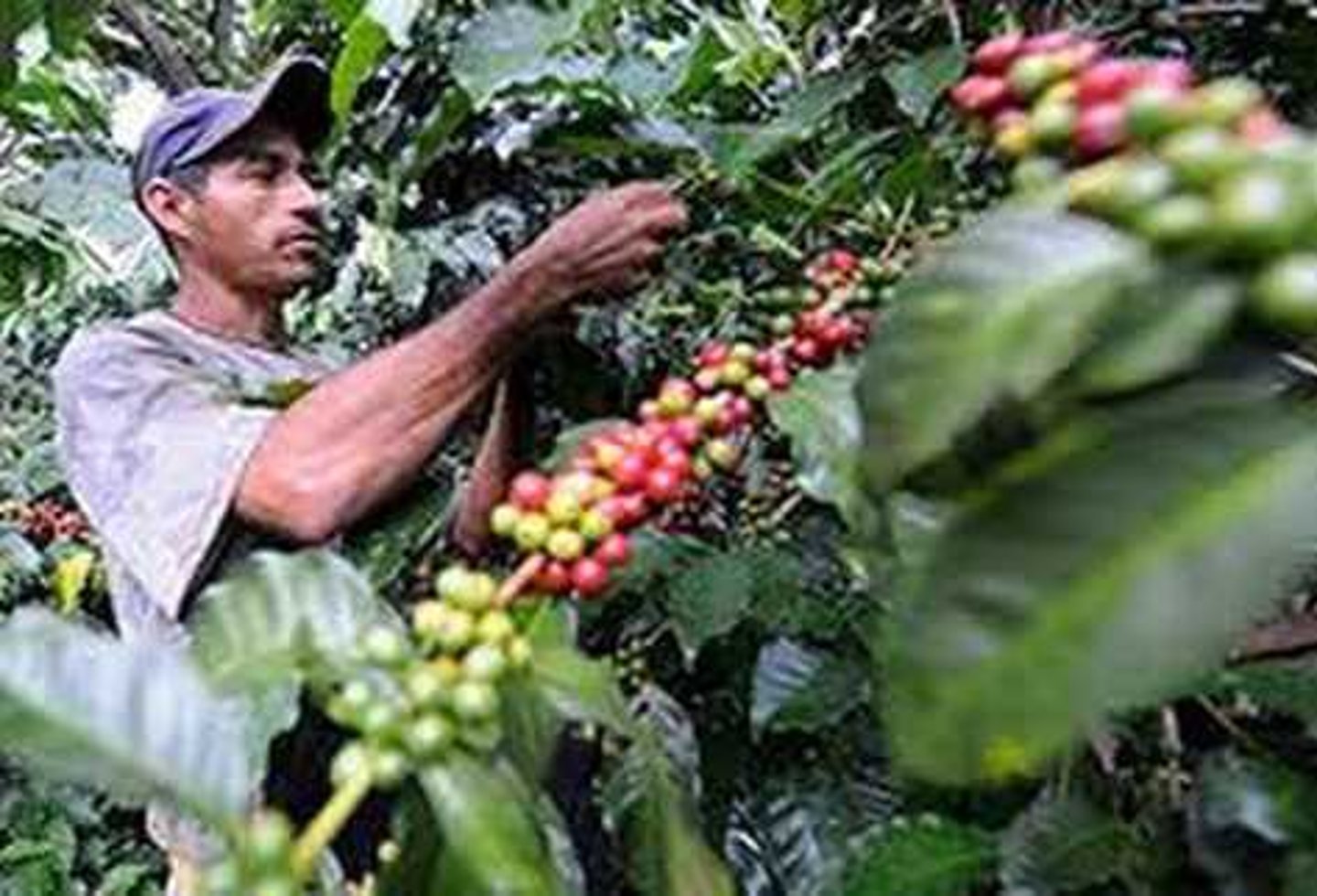 <p>los productos que los agricultores producen para comer</p>