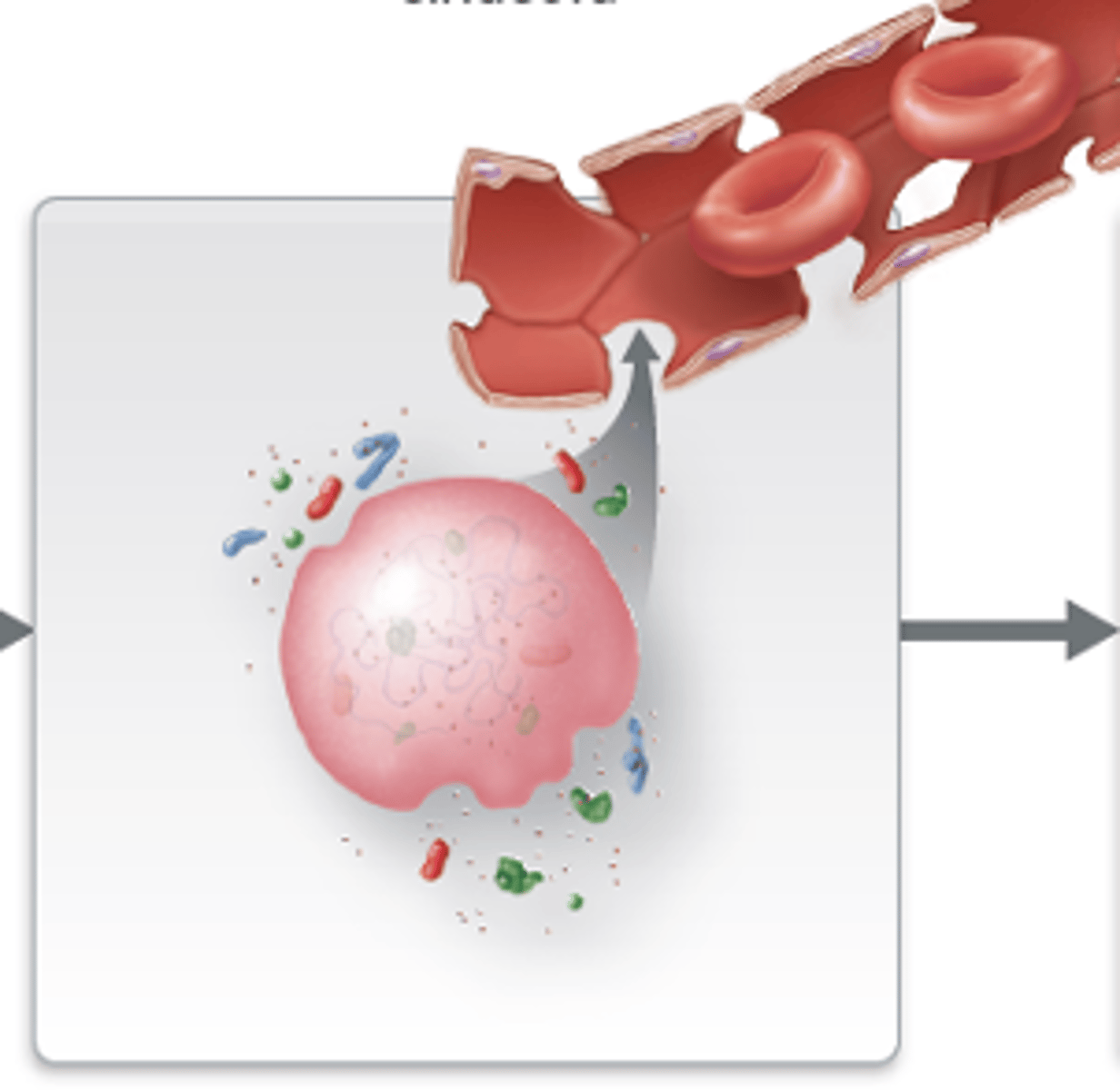 <p>remaining organelles ejected; cell enters bloodstream</p>