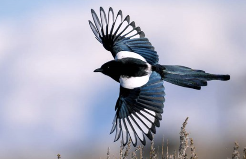 <p>Large, conspicuous, black and white bird, related to crows and jays. Long tail and bold pattern.</p>
