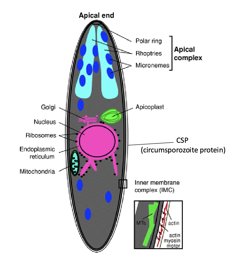 <p>A <em>sporozoite</em> is the infectious stage of Plasmodium that is transmitted from mosquitoes to humans. When an infected mosquito bites a person, it injects sporozoites into the bloodstream. These sporozoites travel to the liver, where they invade liver cells and multiply, eventually developing into merozoites. </p><p>CSP on sporozoites is key for malaria infection and immune evasion. Though CSP can stimulate immune memory over repeated exposures, the parasite’s ability to change CSP structure helps it evade the immune system</p>