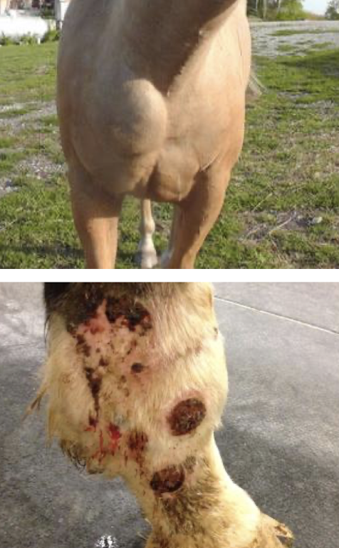 <p>Forms: external/internal abscesses, ulcerative lymphangitis, or pyoderma. </p><p><strong>Diagnosis:</strong> appearance, culture</p><p><strong>Treatment:</strong> drainage and long-term systemic antibiotics.</p>