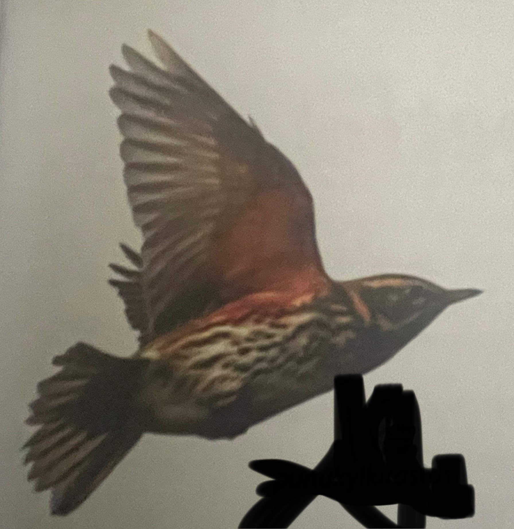 <p>mikä eläin</p>