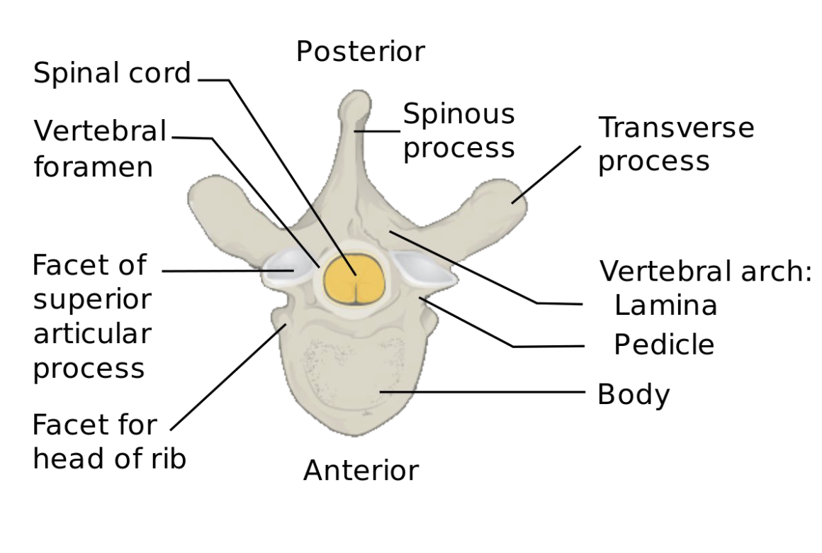 <ul><li><p>Vertebrae (except top 2) have a thick body to bear weight and two lamina that join and form a ring = vertebral arch</p></li><li><p>Ring opening is called vertebral foramen = where spinal cord passes through</p></li><li><p>Vertebra have processes that act as anchors for muscle attachment, shields to protect spinal cord</p></li></ul><p></p>