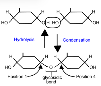 <p>what is glycosidic linkage?</p>