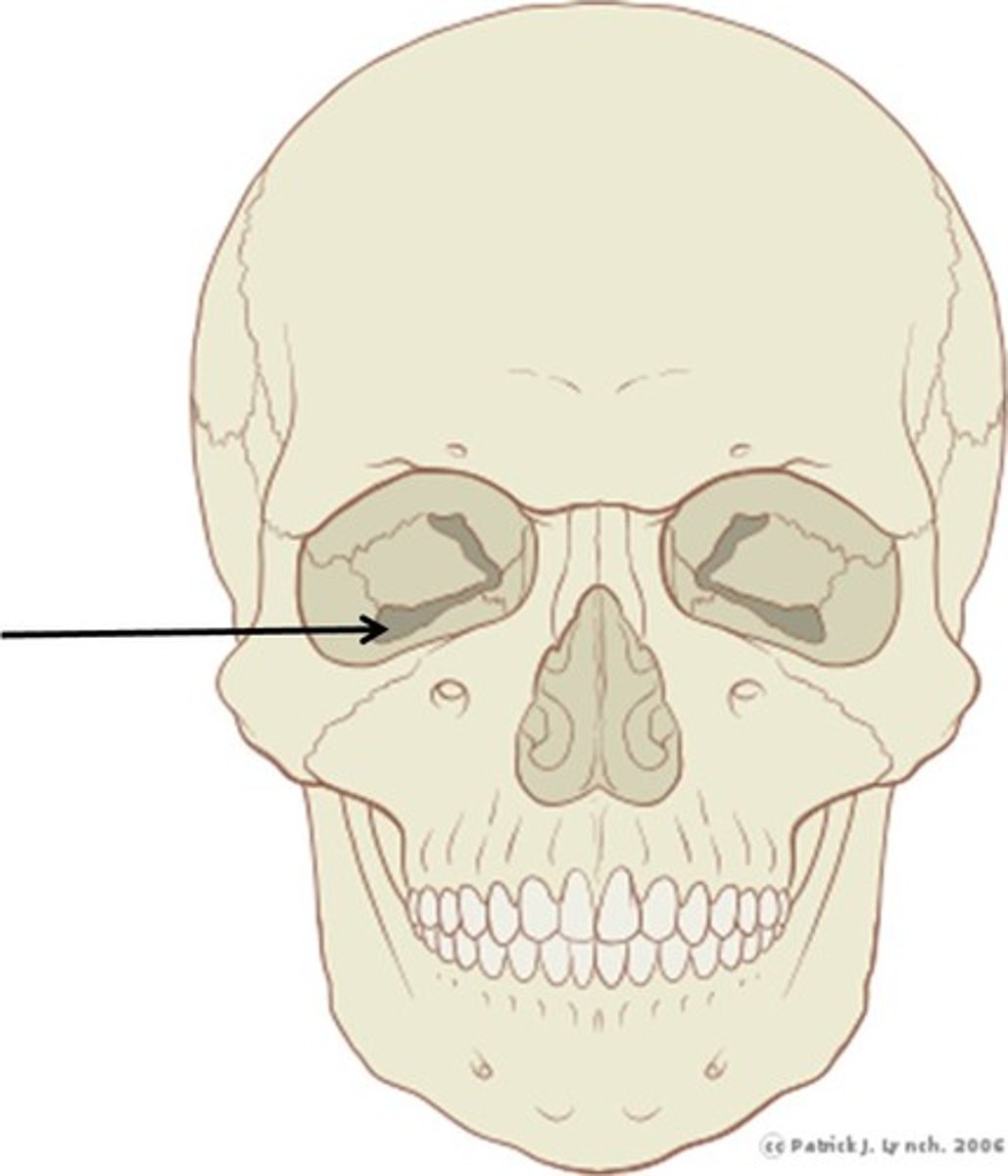 <p>Gash pointing down in inner corner of eye, Maxilla junction at sphenoid</p>