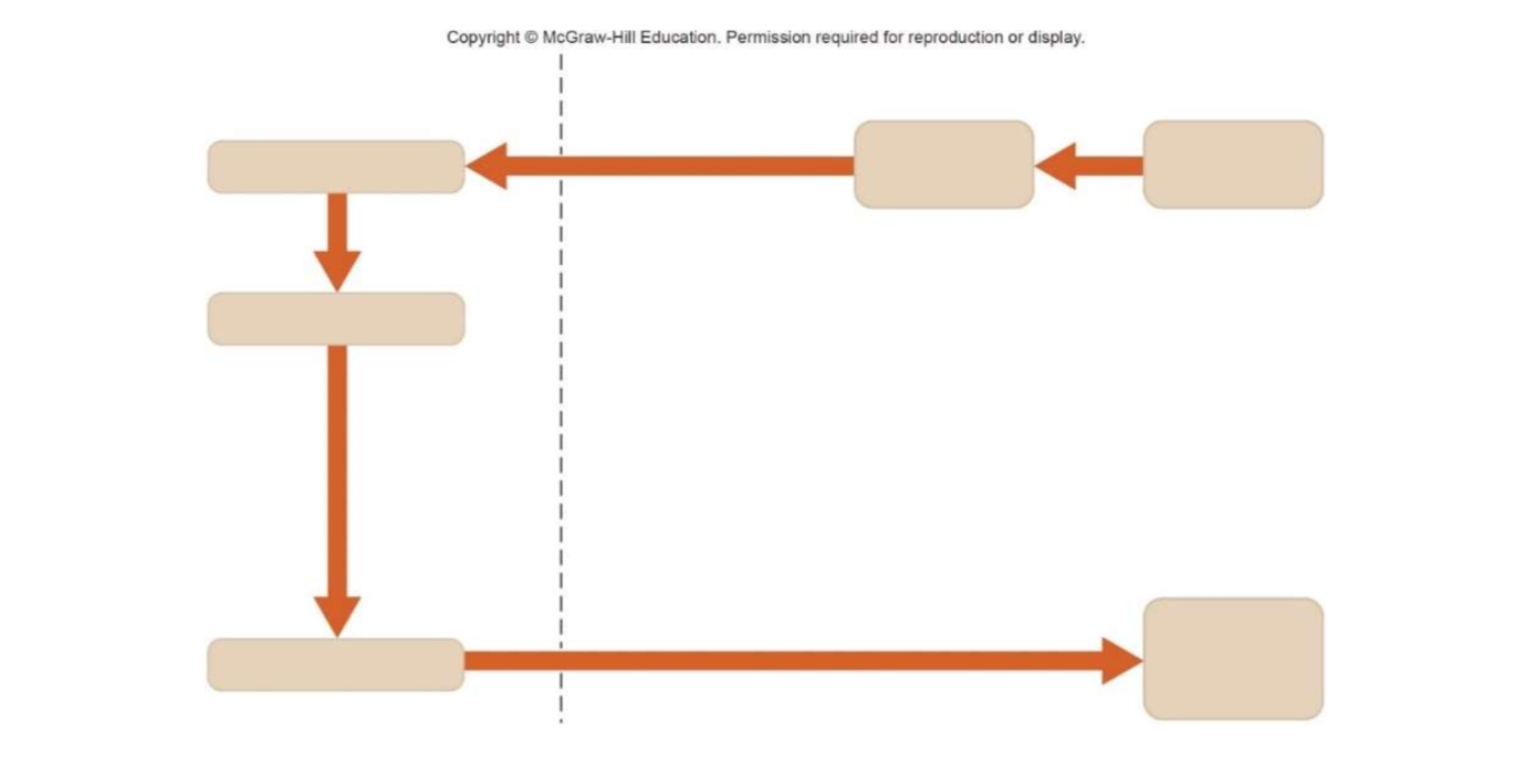 <p>Fill in the diagram to show how different neurons work together to integrate and coordinate the nervous system</p>