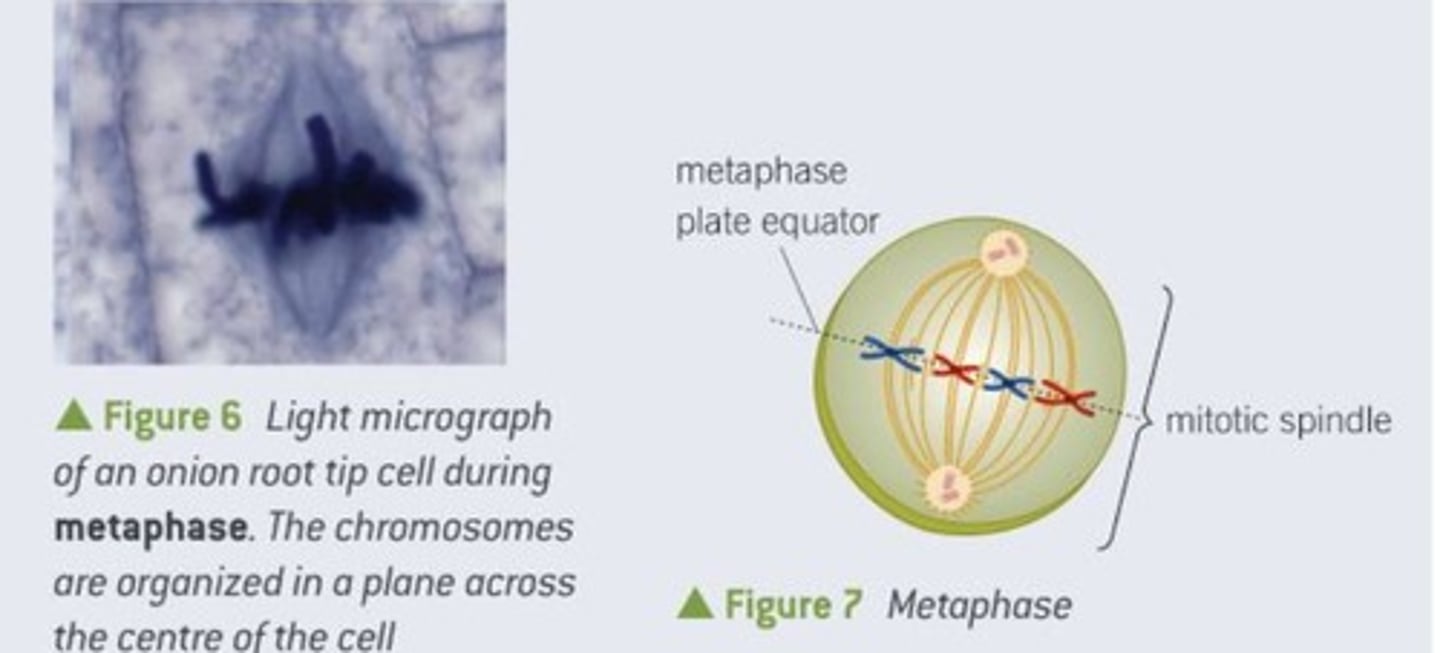 <p>Chromosomes line up along the equatorial plane.</p>