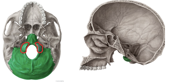 <p>Única unión hueso con hueso del cráneo con el cuerpo </p><p>Con el Atlas, C1</p>