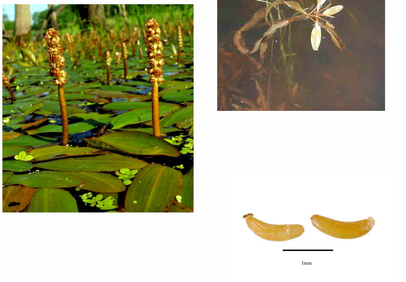 <p>Potamogetonaceae FAMILY</p>
