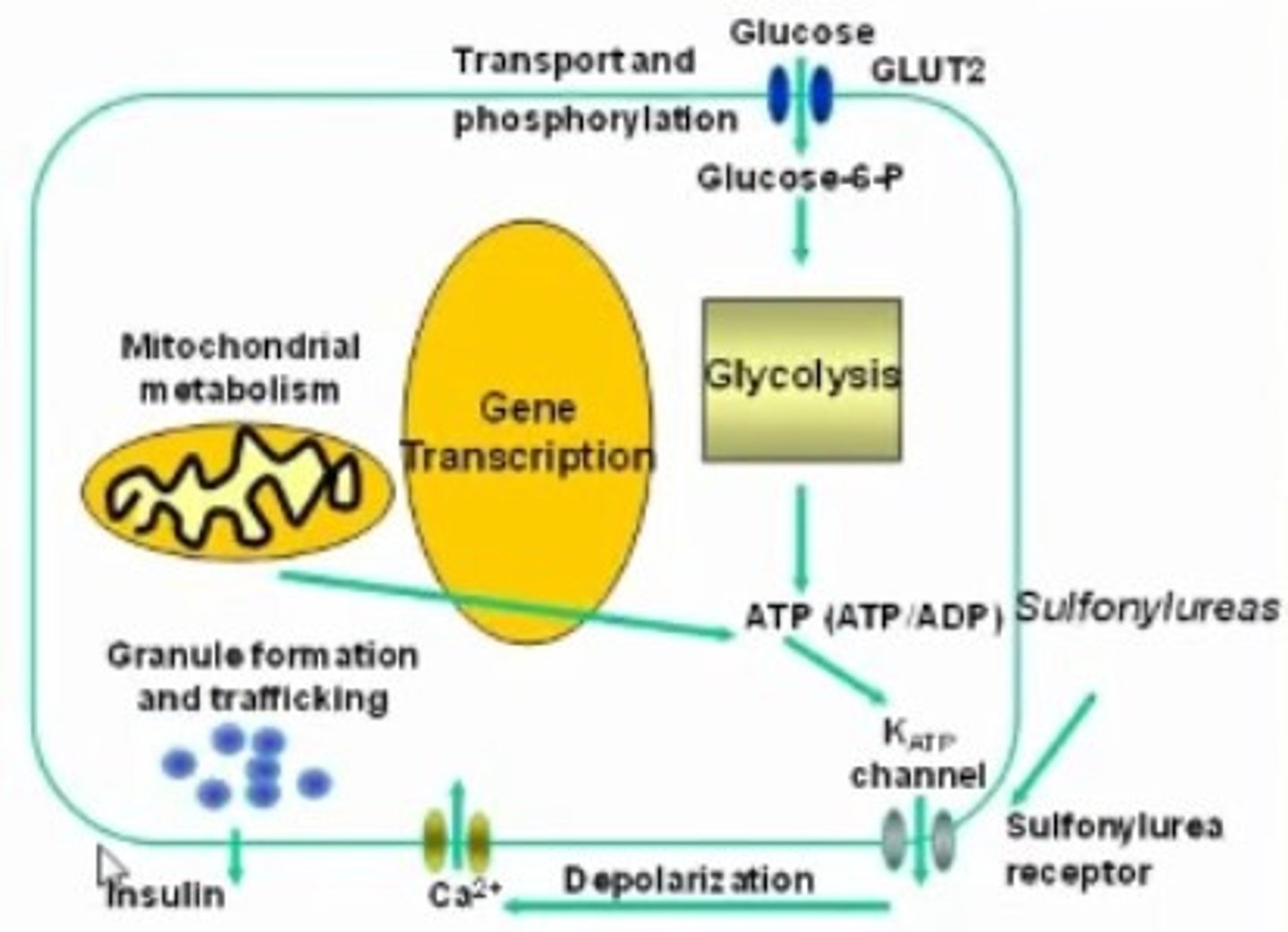 <p>- antidiabetic agent for DM II</p><p>- drug class: Sulphonylureas</p><p>- fx: Increase beta cell synthesis to increase insulin</p><p>- risk of hypoglycemia! (fatigue big s/e)</p>