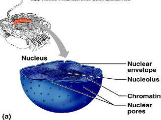 <p><span>Is a double-layered organelle with pores and is also “selectively permeable”</span></p>