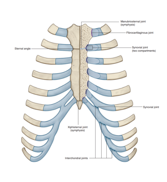 <ul><li><p>Joints between the upper 7 costal cartilages &amp; the sternum </p><ul><li><p>Joint between Rib I &amp; manubrium —</p><ul><li><p>Not synovial — fibro-cartilaginous</p></li></ul></li><li><p>Joint between Rib II-VII &amp; manubrium —</p><ul><li><p>Synovial joints with thin capsules reinforced by sternocostal ligaments</p></li></ul></li></ul></li><li><p>The joint between the second costal cartilage &amp; the sternum is divided into 2 compartments by an intraarticular ligament —</p><ul><li><p>Attaches the 2nd costal cartilage to the junction of the manubrium &amp; body of the sternum </p></li></ul></li></ul>