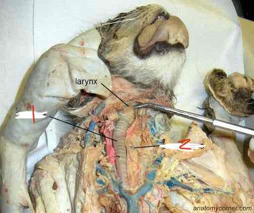 <p>What is this? 1</p>