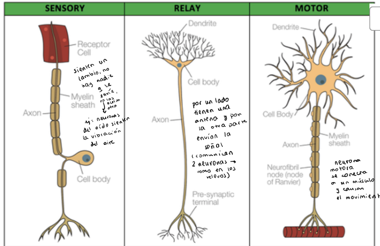 <ul><li><p><strong>Sensoriales: </strong>sienten un cambio (no hay nadie que les envíe la señal) → ojos, orejas, lengua, piel… en el cerebro son traducidos como sensaciones</p></li><li><p><strong>Relevo:</strong> comunicación neurona-neurona, por una parte la neurona tiene las dendritas (antena, donde reciben las señales) mientras que por la otra tienen la terminal presináptica (donde envían la señal) → permiten que las neuronas motores y las sensoriales se comuniquen</p></li><li><p><strong>Motoras:</strong> se conecta a un músculo&nbsp; causando movimiento.</p></li></ul><p></p>