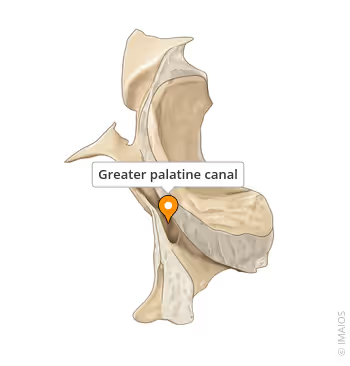 <p>Know the palatine canal</p>
