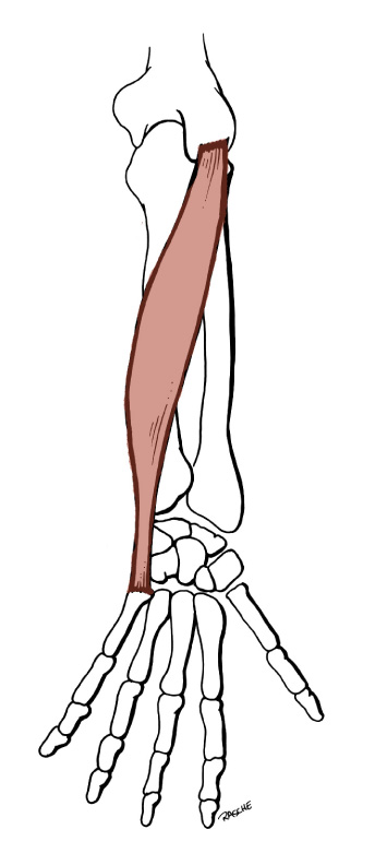 <p>Origin: C<span>ommon extensor tendon &amp; the middle one-half of the posterior border of the Ulna</span></p><p>Insertion: <span>Medial side of the base of the 5th Metacarpal</span></p><p>Action: <span>extends the wrist; adducts the hand</span></p>