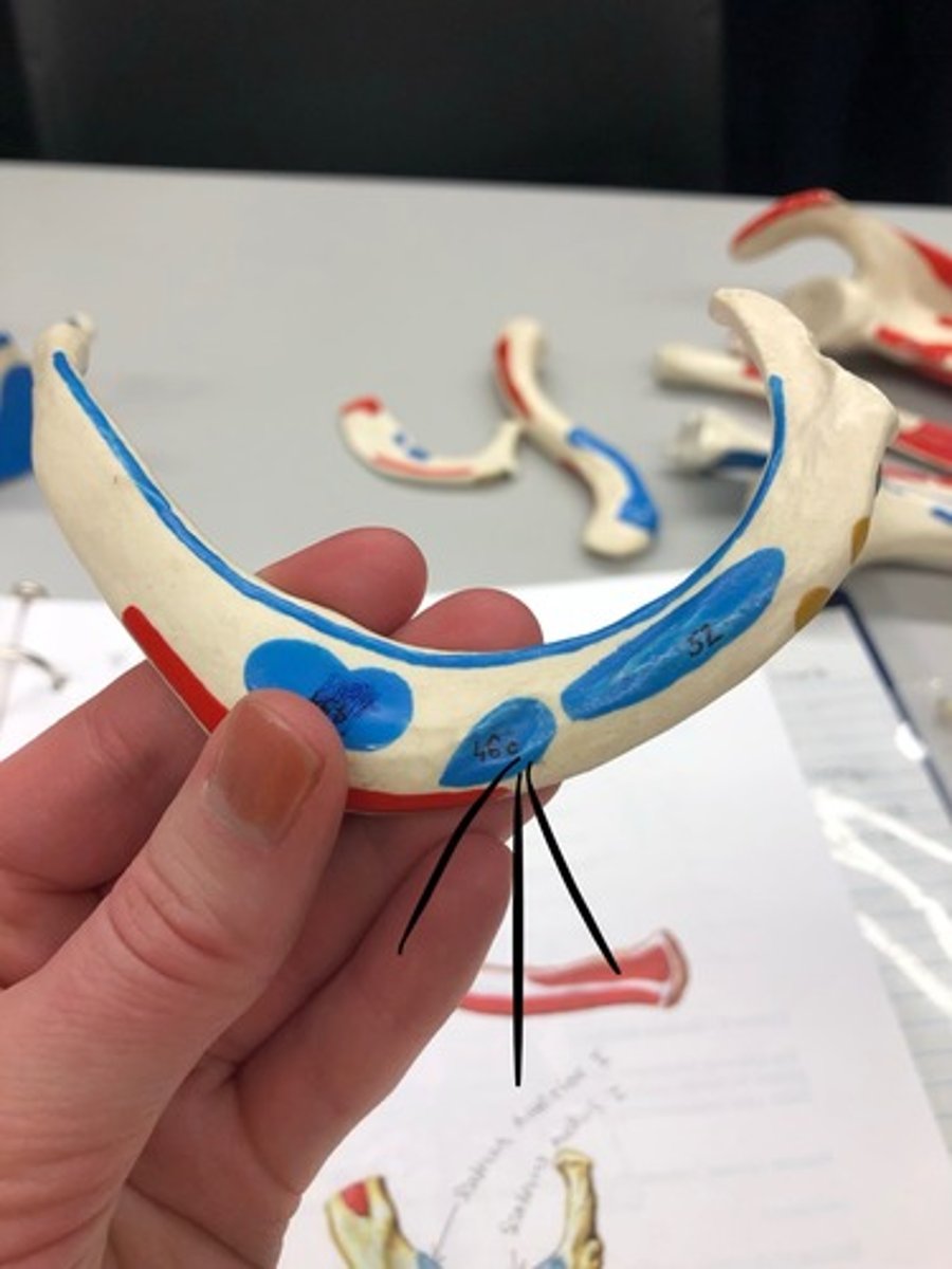 <p>46C</p><p>I: second rib</p>