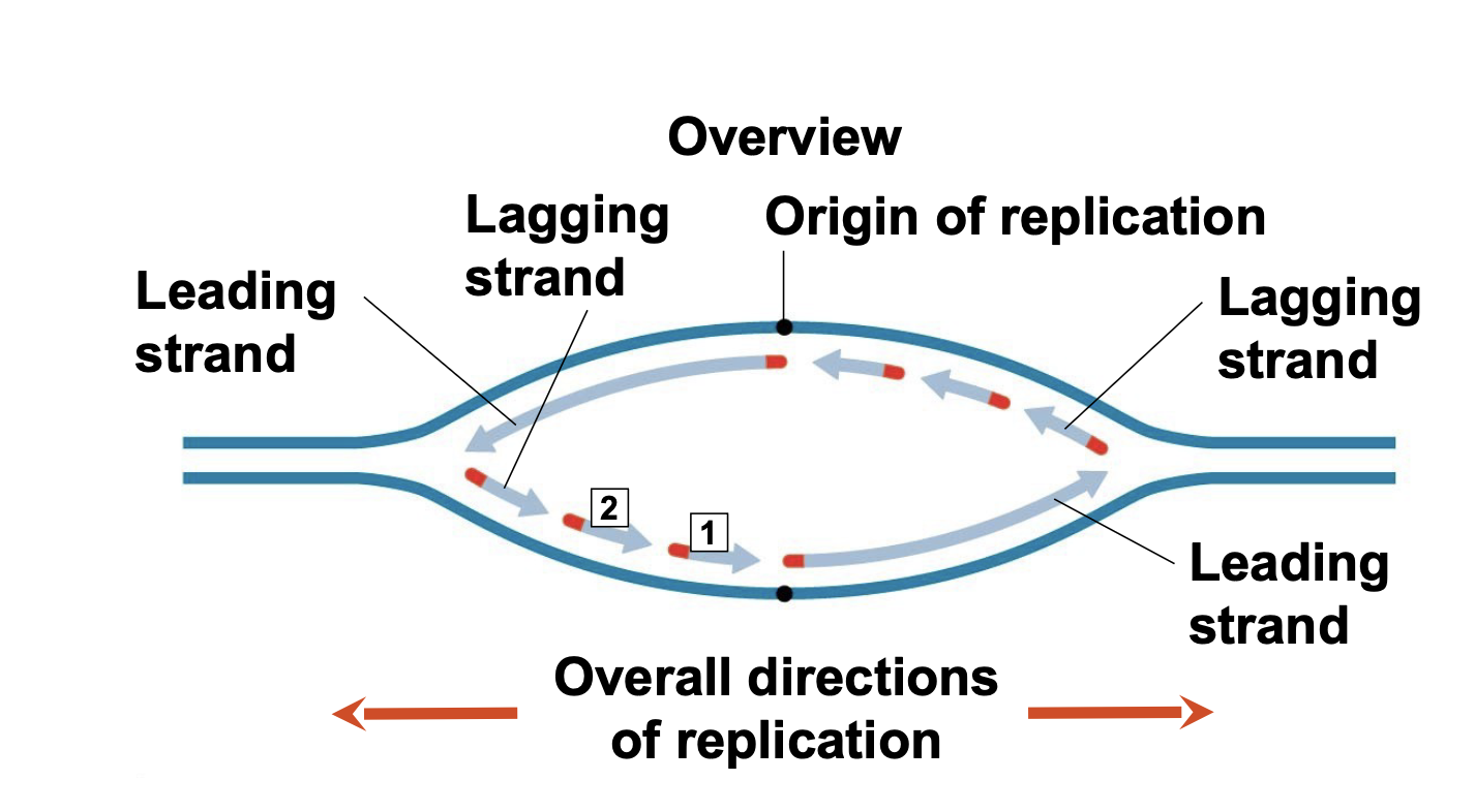 <p>.The antiparallel structure of the double helix affects replication \n .DNA polymerases add nucleotides only to the free 3′ end of a growing strand; therefore, a new DNA strand can elongate only in the 5′ to 3′ direction</p><p>.DNA polymerase synthesizes a leading strand continuously, moving toward the replication fork.</p><p>To elongate the other new strand, called the lagging strand, DNA polymerase must work in the direction away from the replication fork (to add nucleotides 5 ́ \n to 3 ́)</p><p>.The lagging strand is synthesized as a series of segments called Okazaki fragments, which are joined together by DNA ligase</p><p>.As the replication fork moves leftward, one new strand (called the leading strand) can be polymerized in its 5 ́ to 3 ́ direction without stopping. The other new strand (called the lagging strand) must be made by repeatedly re-starting polymerization because its 5 ́ to 3 ́ direction is opposite the replication fork direction. Leading strand DNA synthesis extends 5 ́ to 3 ́ in the same direction as the fork. Lagging strand DNA synthesis extends 5 ́ to 3 ́ in the opposite direction as the fork.</p>