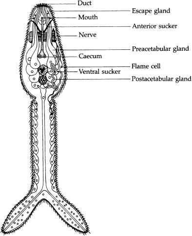 <p>What sheep liver fluke stage is represented?</p>