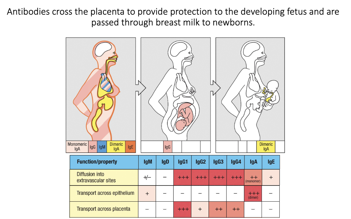 <ul><li><p class="isSelectedEnd"><strong><span>IgG</span></strong><span> crosses the placenta → fetal protection in utero.</span></p></li><li><p class="isSelectedEnd"><strong><span>IgA</span></strong><span> from breast milk coats infant gut after birth.</span></p></li><li><p><span>“Passive transfer” of antibodies from parent to fetus/child allows for protection before fetus/infant antibody production matures.</span></p></li></ul><p></p>