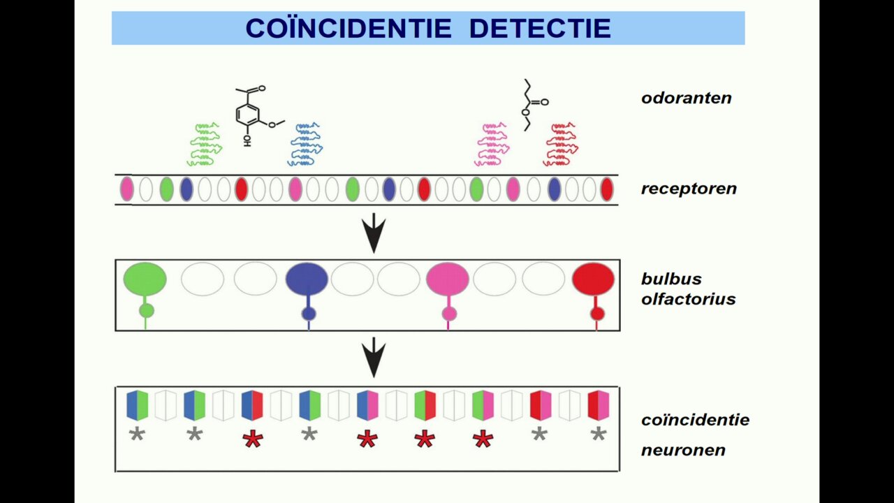 Odorant moleculen komen via lucht de neus in en binden gaat geurreceptoren. Indentieke receptorcellen convergeren op 1 glomerulus. De glomerulus synapteert op een 2e orde neuron, de mitraalcel. Laterale inhibitie, het vermogen van een aangeslagen neuron om de activiteit van zijn buren te verminderen, tussen mitraalcellen vergroot signaalverschillen. 
