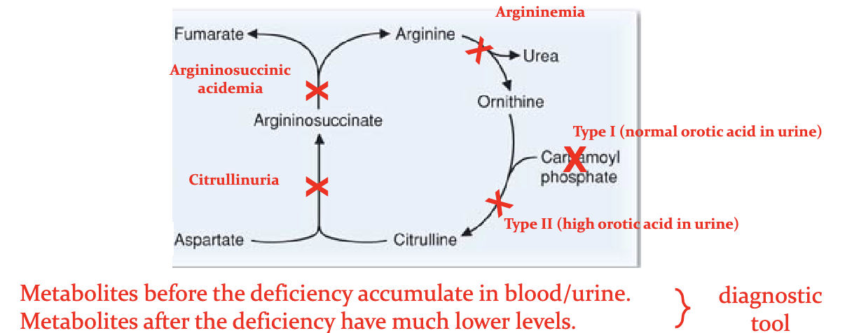 <p>High urine orortate in CPSII</p><p>HHH with extremem high blood ornithine nad homocituiline levels. </p>